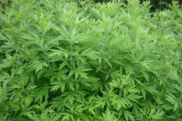 Artemisia Wormwood Detalles de eficacia y aplicación